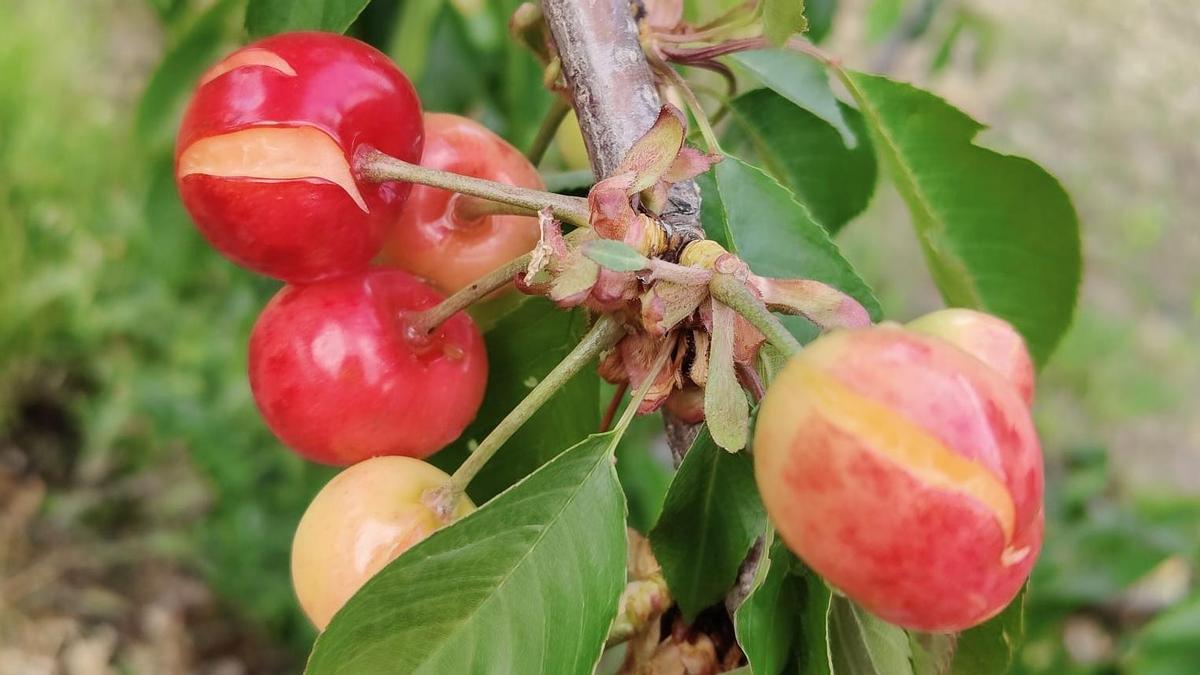 Cerezas dañadas por las lluvias de los últimos días.