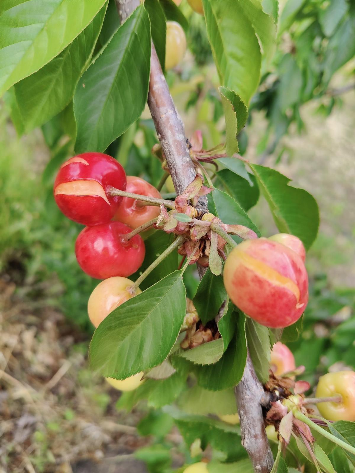 Cerezas dañadas por las lluvias de los últimos días.