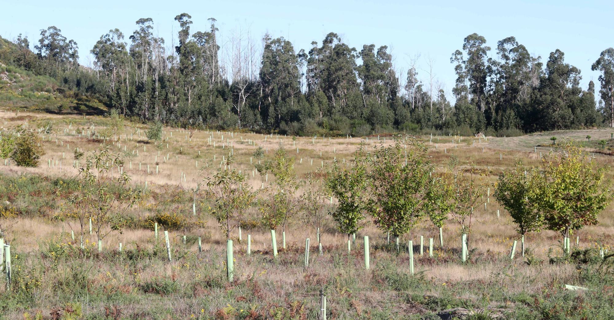 La reforestación de Chandebrito es más que una realidad cinco años después de la tragedia