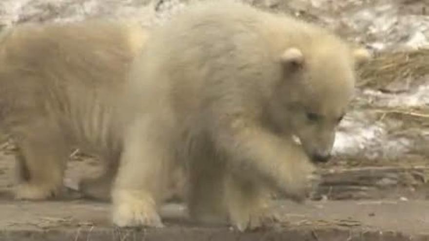 Tres oseznos polares trillizos en el zoo de Moscú