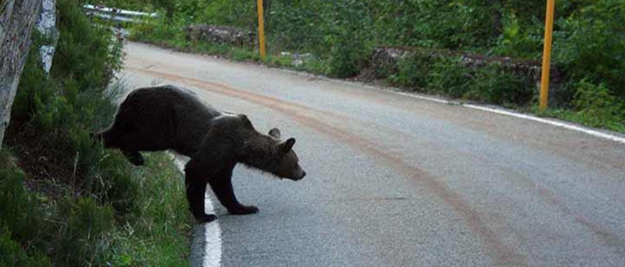 Un oso cruza la carretera del Connio, en Muniellos.