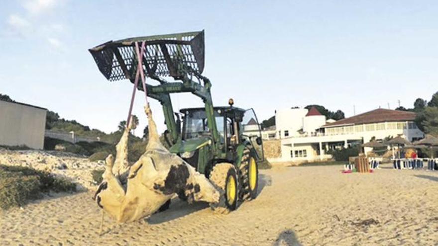 Un tractor del CEPAD retira el cadáver de la vaca muerta aparecida en Cala Domingos.