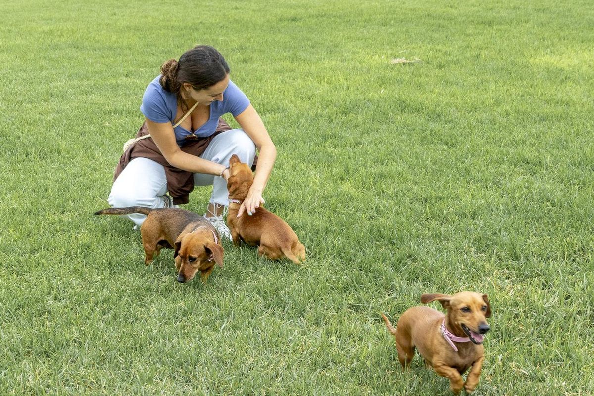 Quedada de perros teckel en el parque de La Ballena