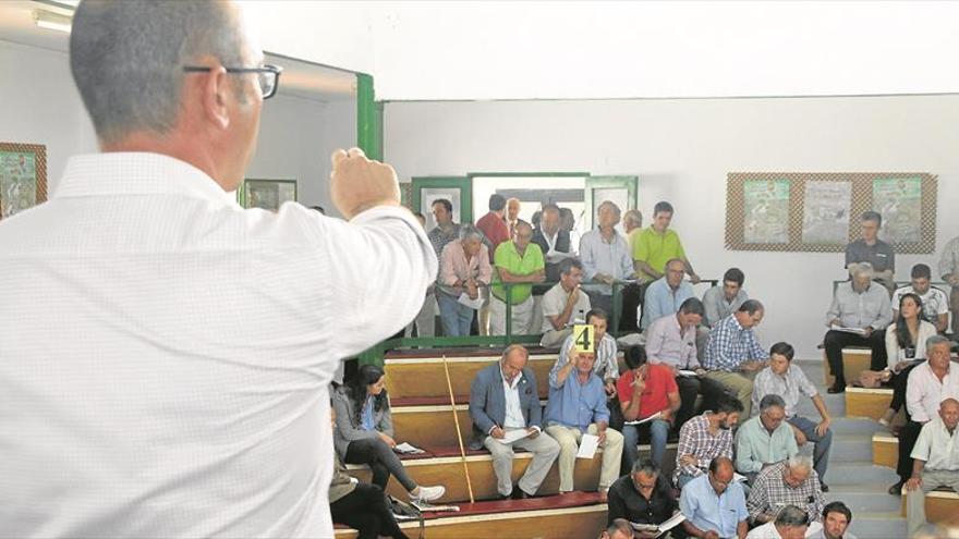 Las subastas de Zafra registran buenos remates a pesar de la ausencia de lluvias