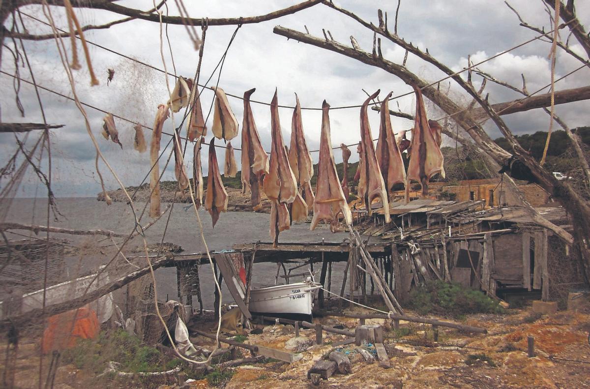 Pescado puesto a secar para hacer 'peix sec' junto a unas casetas varadero de Formentera.