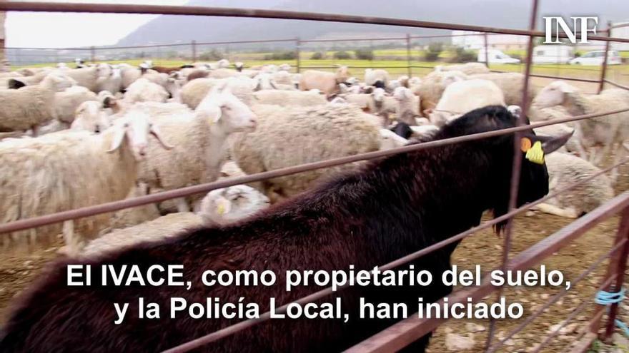 Un ganadero se instala con sus 450 ovejas en terrenos del polígono de Tibi para pasturar