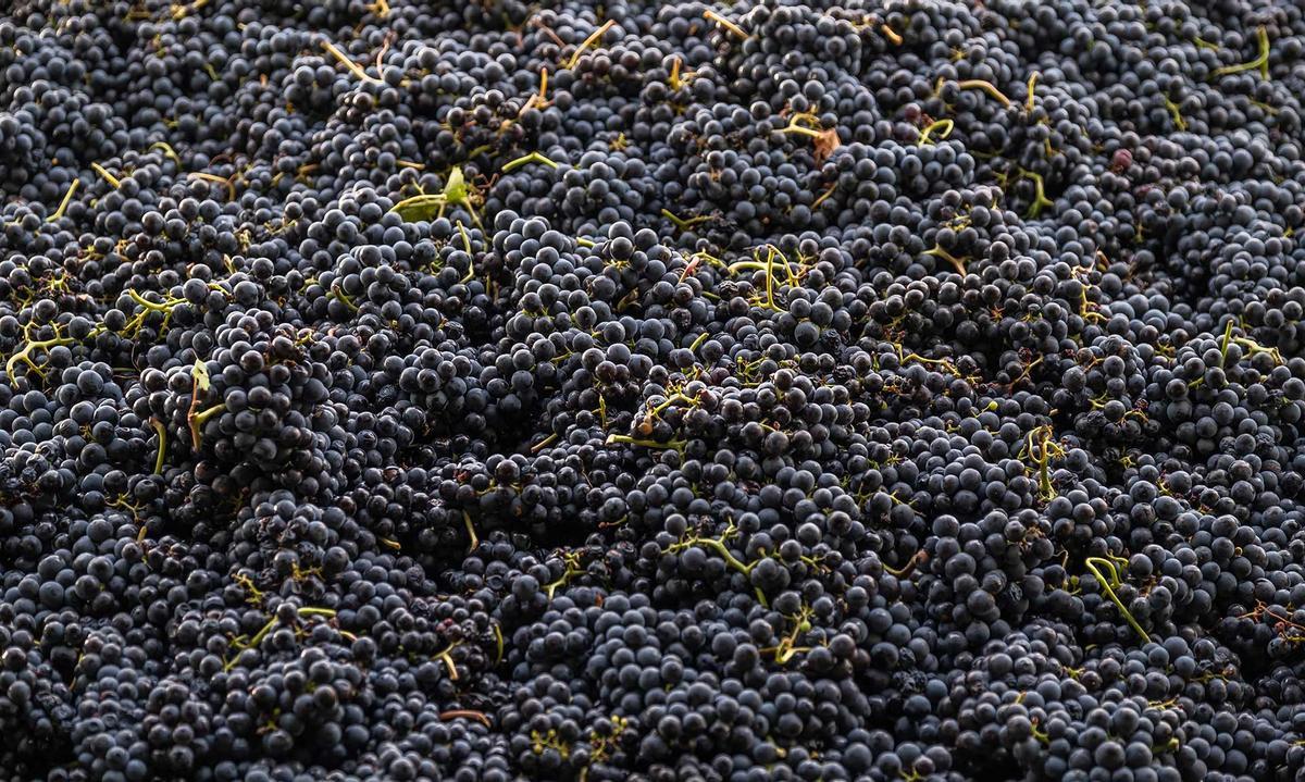 Trauben des Ribera del Duero der Bodega Pagos de Anguix