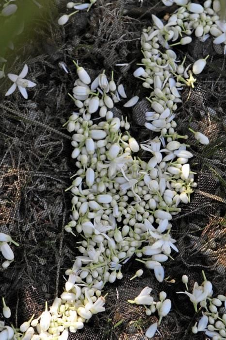 Auf der biologischen Zitrus-Plantage Ecovinyassa in Sóller ziehen die weißen Blüten nicht nur Bienen an.