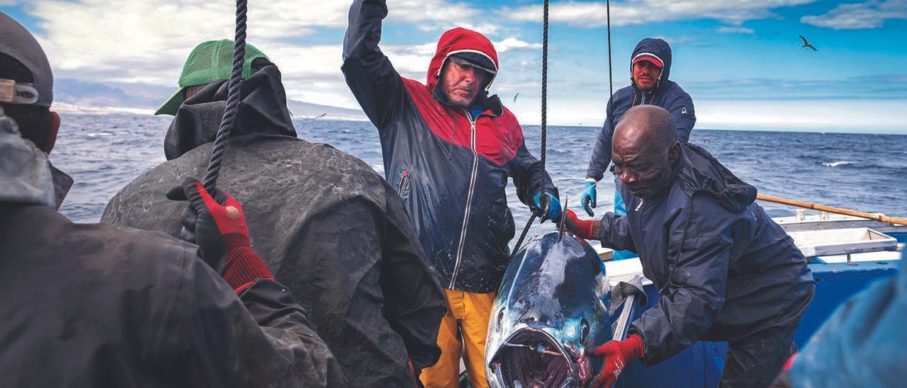Salvador Cruz, pescador de Arguineguín, sacrifica un atún de unos 100 kilos capturado por Agustín Miranda, segundo de abordo del pesquero (al fondo). | | ARTURO RODRÍGUEZ