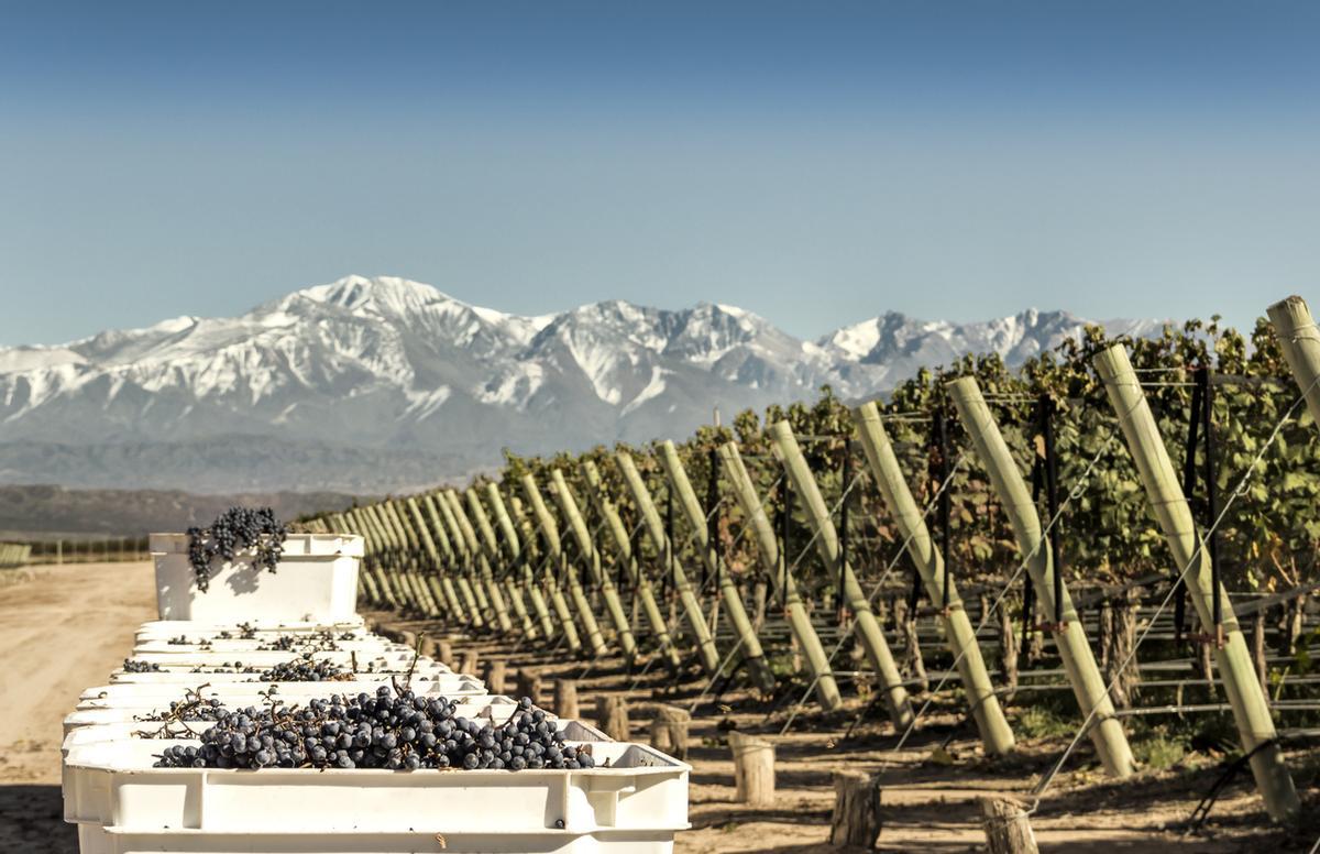 Imagen de Lujan de Cuyo, Mendoza, Argentina.