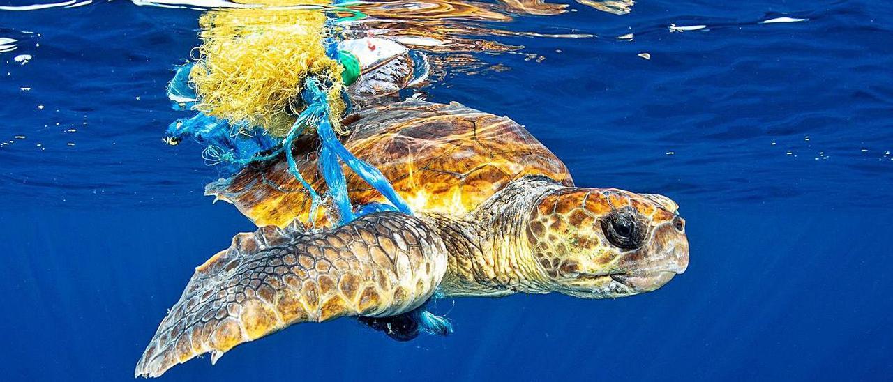 Una tortuga boba obligada a convivir con el lastre de los plásticos.  | FOTO DE NÚRIA BUFORT