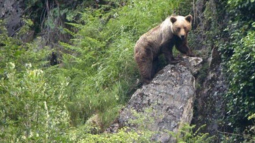 Aragón impulsa medidas para el &quot;equilibrio&quot; entre oso pardo y ganadería