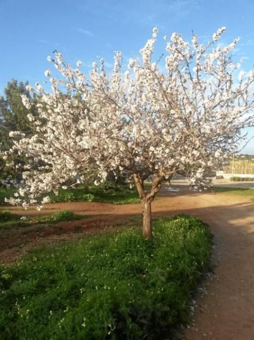 Mandelblüte auf Mallorca