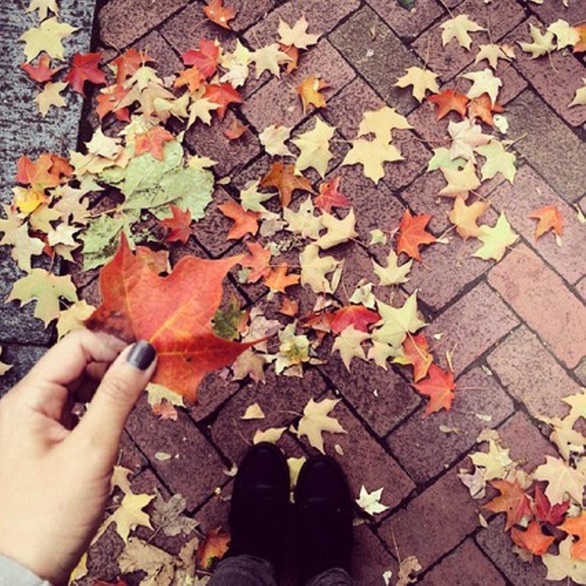 Verde, amarillo, rojo... los colores de las hojas en otoño.