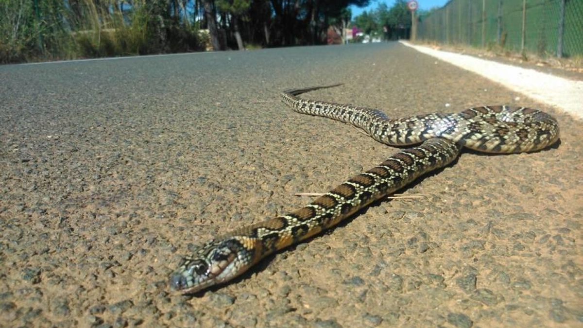 Una culebra de herradura