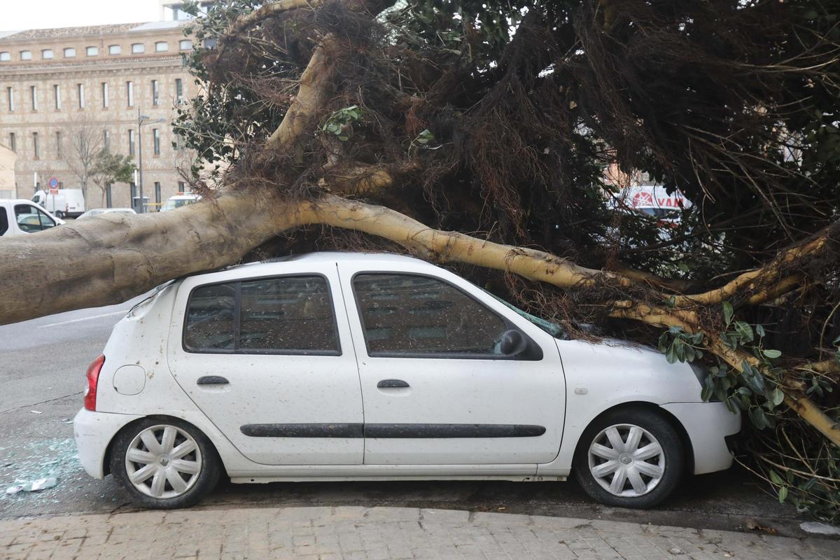 Un coche atrapado por un árbol caído en un temporal en València.
