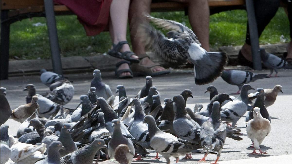 Palomas en la ciudad