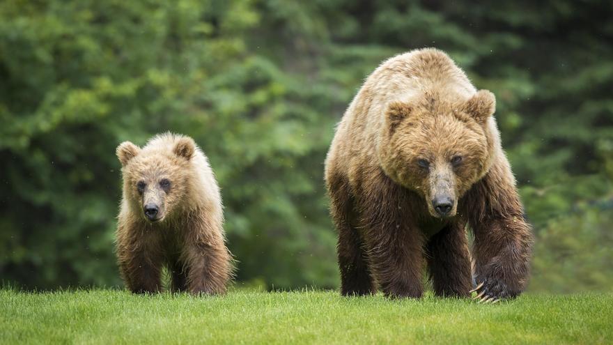 Cataluña ha perdido un 28% de sus poblaciones de fauna salvaje desde 2002