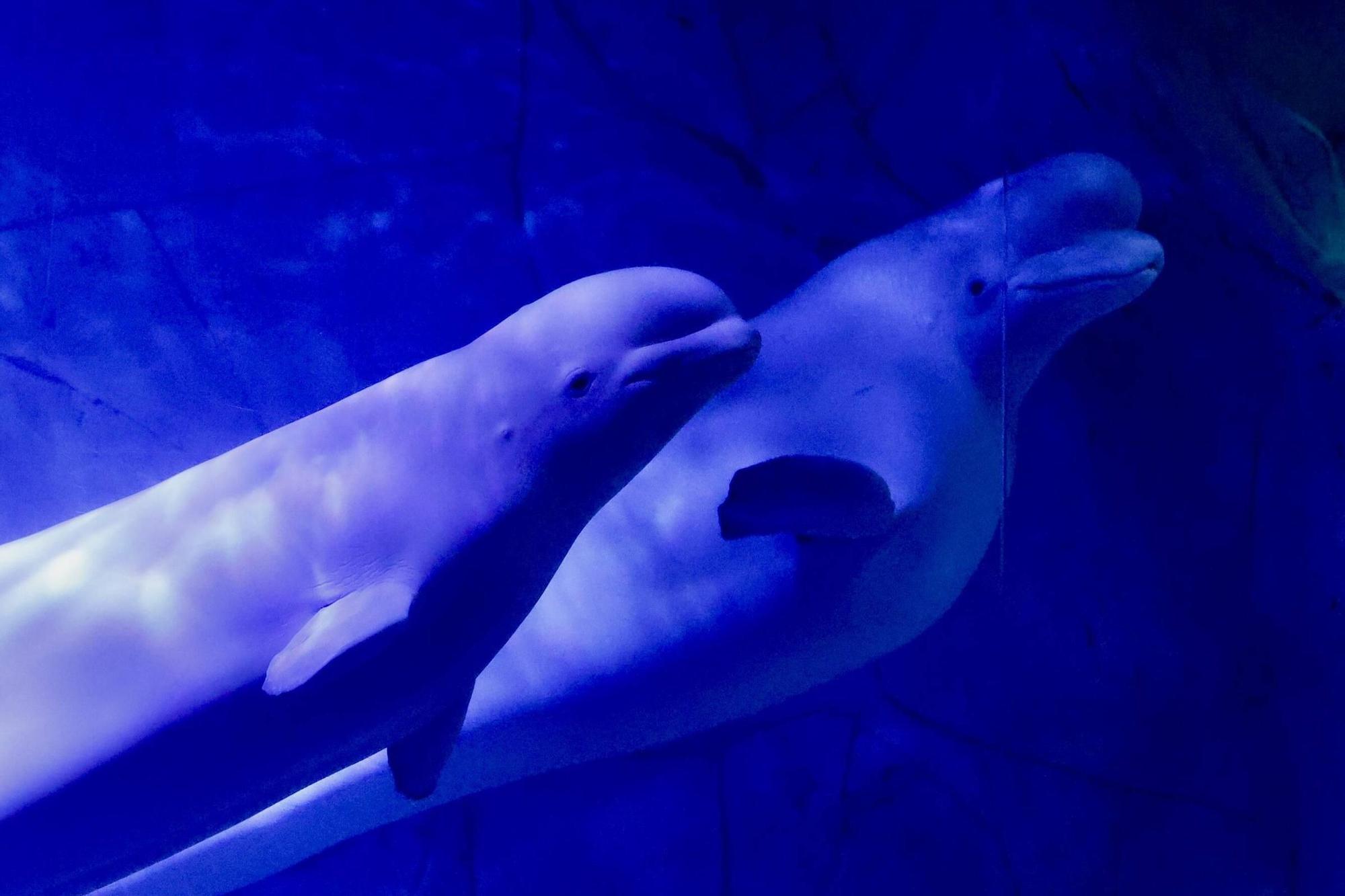Las cuatro belugas del Oceanogràfic ya nadan juntas en València