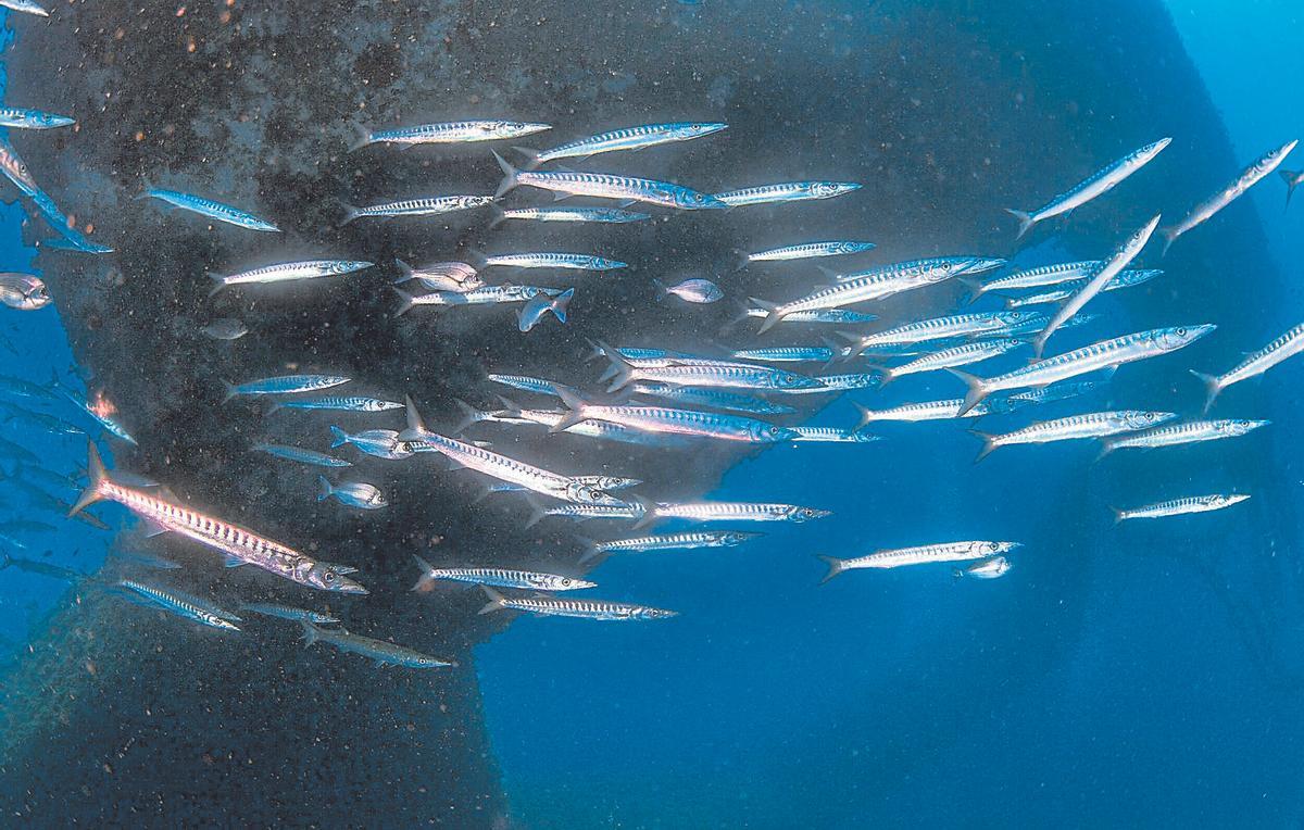 Cardumen de barracudas nadando en la plataforma Mariana junto al islote de s’Espardell.