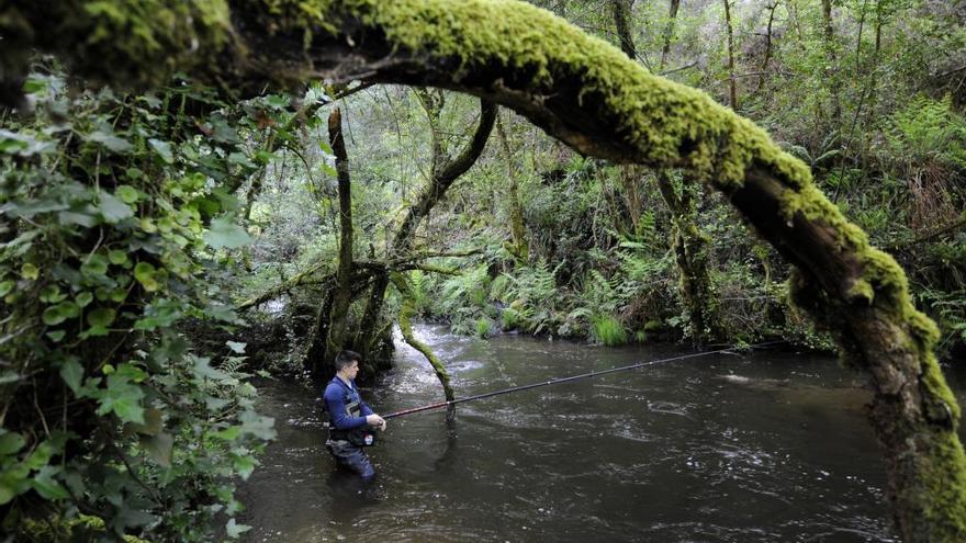 Un pescador estradense, esta semana, practicando la pesca sin muerte en un tramo del río Curantes. // Bernabé / Javier Lalín