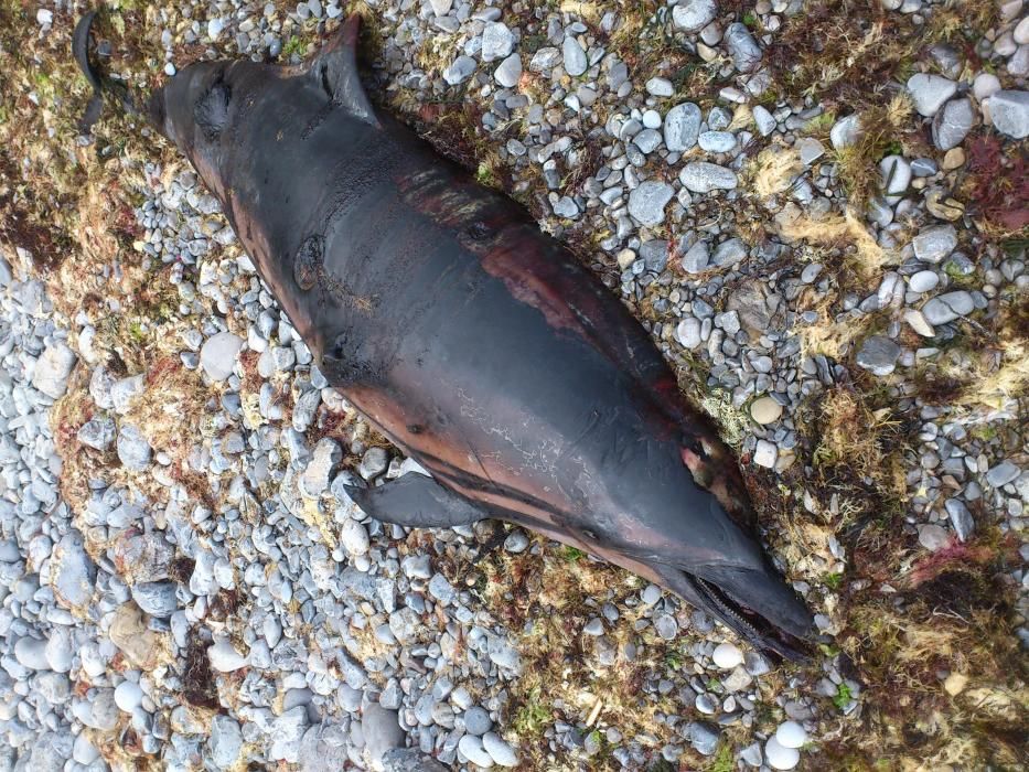Delfín muerto en la costa de Gijón
