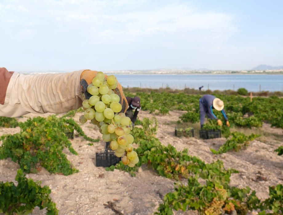 Comienza la vendimia más temprana de la península el parque natural de la laguna de La Mata. Sopla Levante elabora vinos de calidad del viñedo singular matero, sobre dunas fósiles, entre la laguna y e