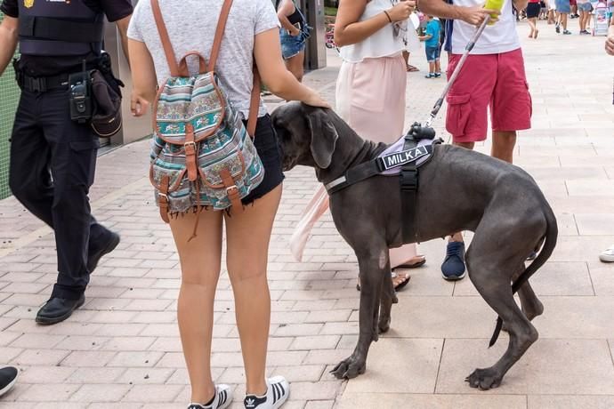 II Feria de Mascotas en Maspalomas