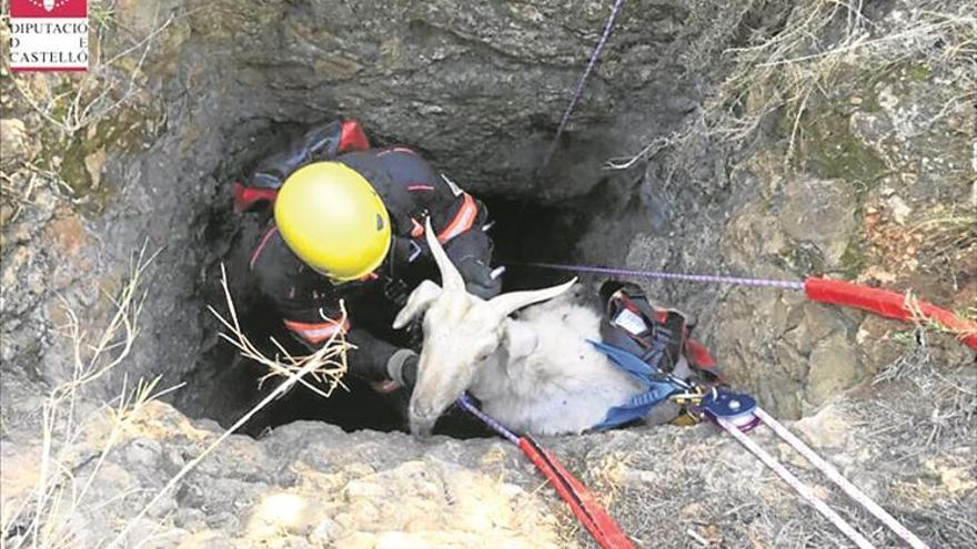 Una cabra sobrevive siete días atrapada en una sima