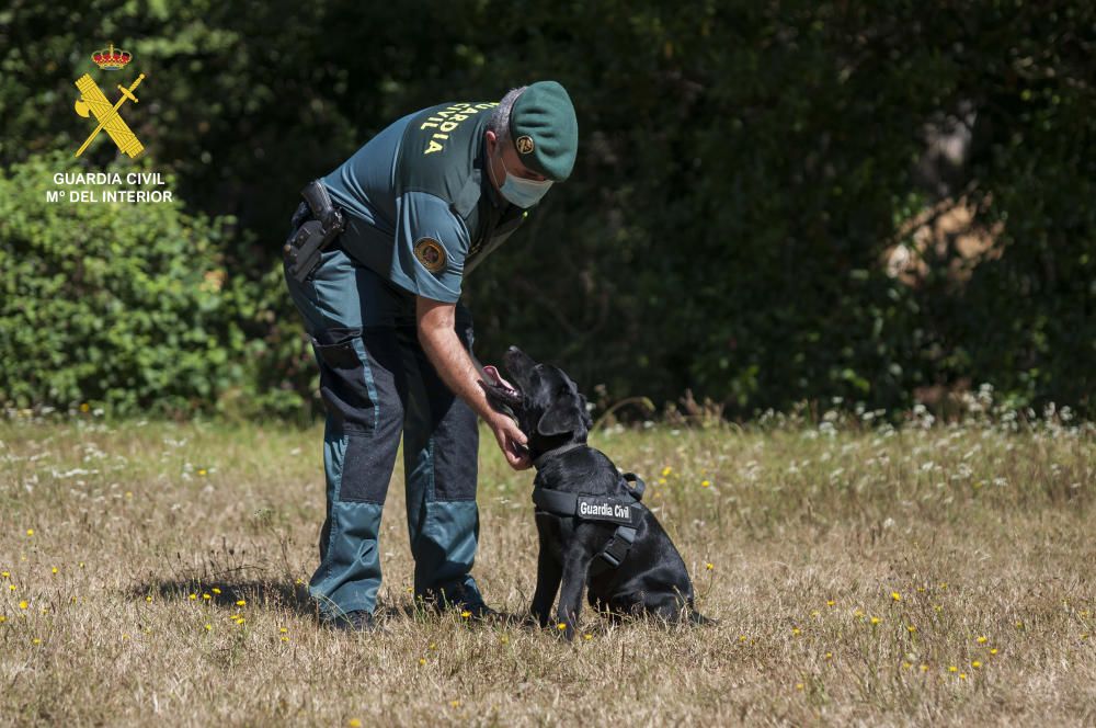 Dos nuevos cachorros policiales para Asturias