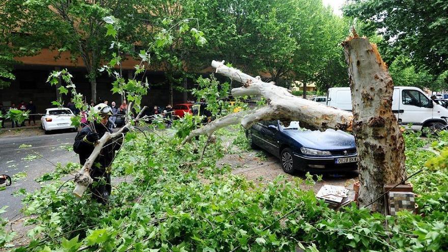 Una rama de 2,5 metros cae sobre un coche aparcado en la avenida de Rabanales