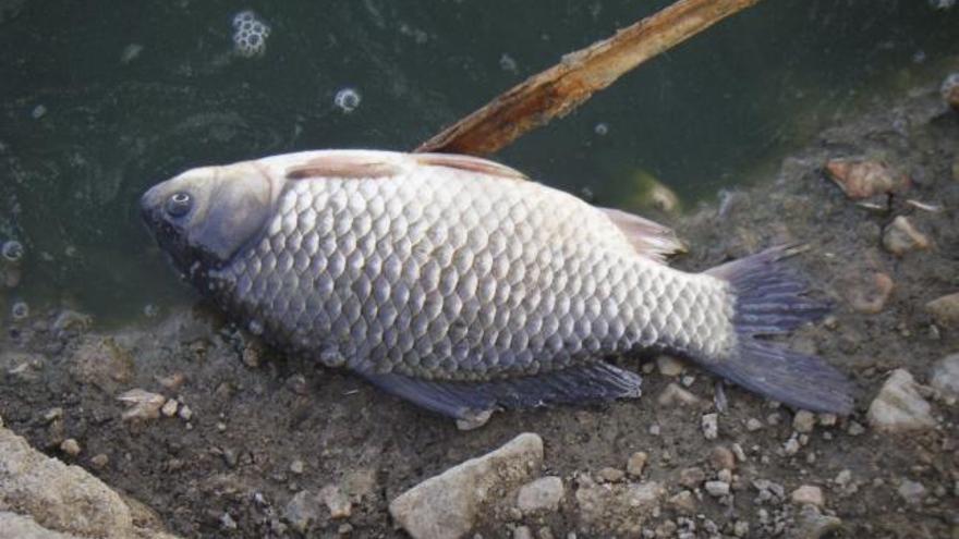 Los últimos peces de la laguna grande de Manganeses de la Lampreana