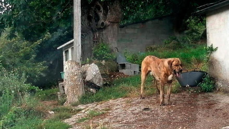 &#039;Sultán&#039;, el mastín del ataque, antes de ser capturado. // LOC