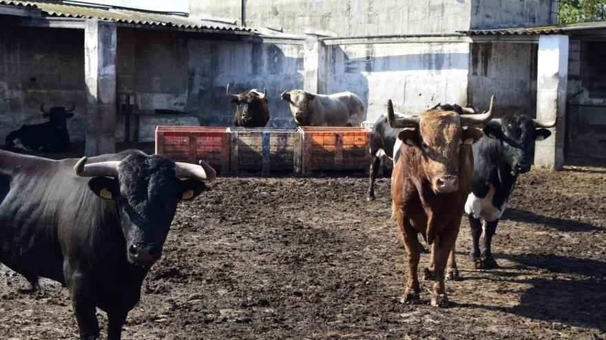 Peris y Machancoses, dos ganaderías de bous al carrer que resisten la falta de festejos