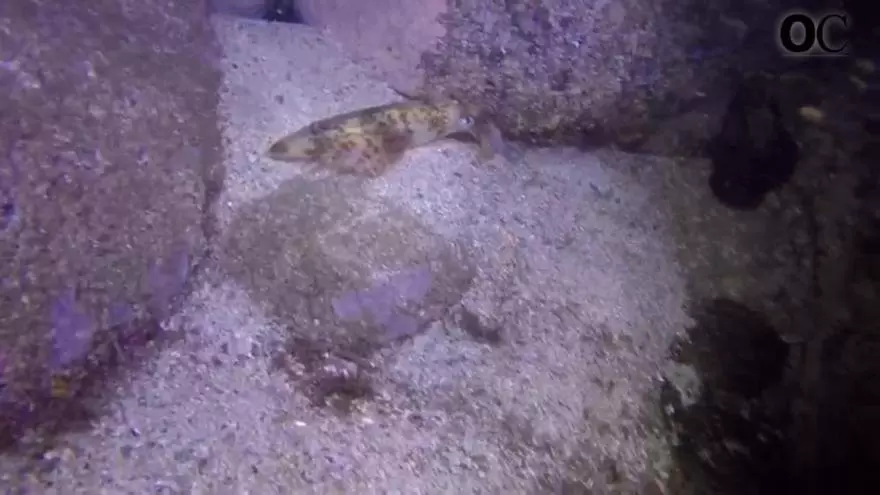 El curioso final de un parto de calamares en Galicia