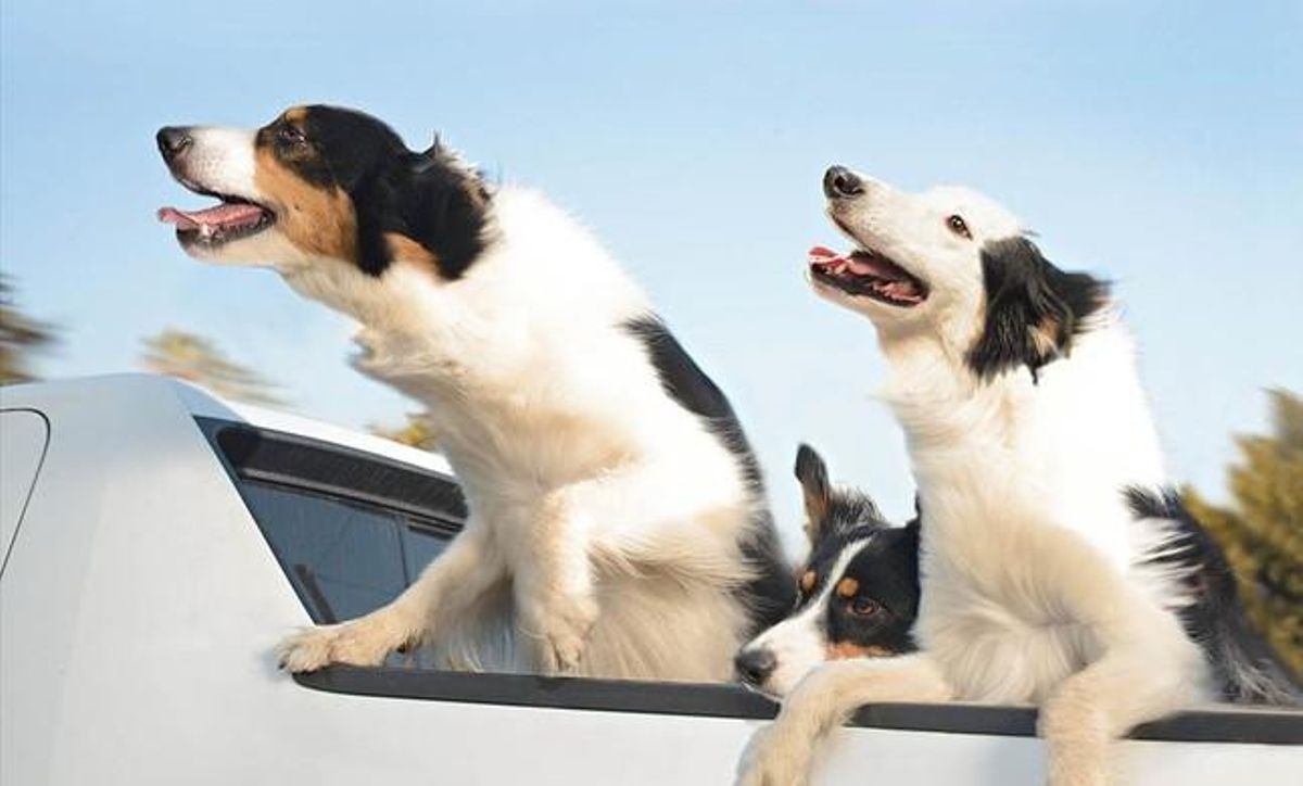 Imagen del libro ’Dogs in cars’