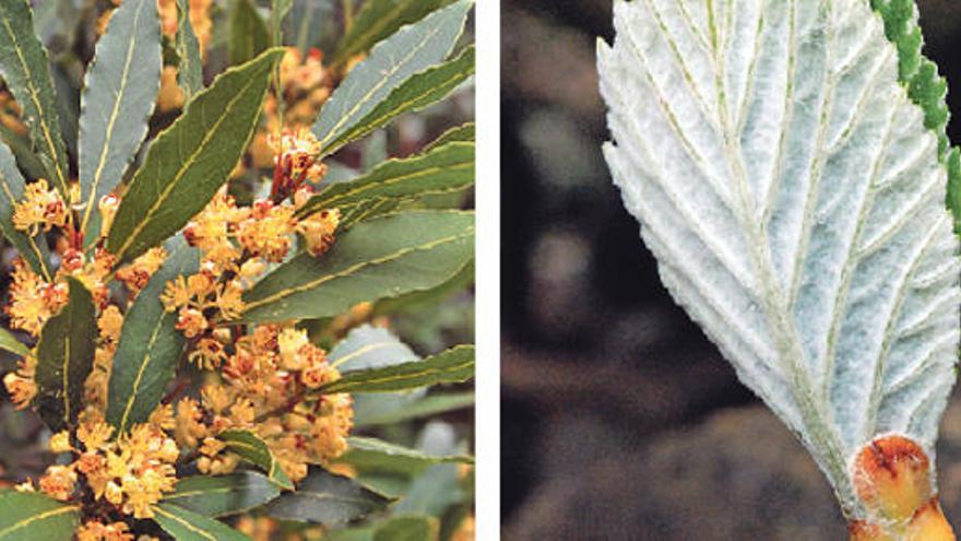 Nein, keine Mimose, sondern ein Lorbeerbaum (Laurus nobilis, li.). Rechts: der Blattansatz der Echte Mehlbeere (Sorbus aria).