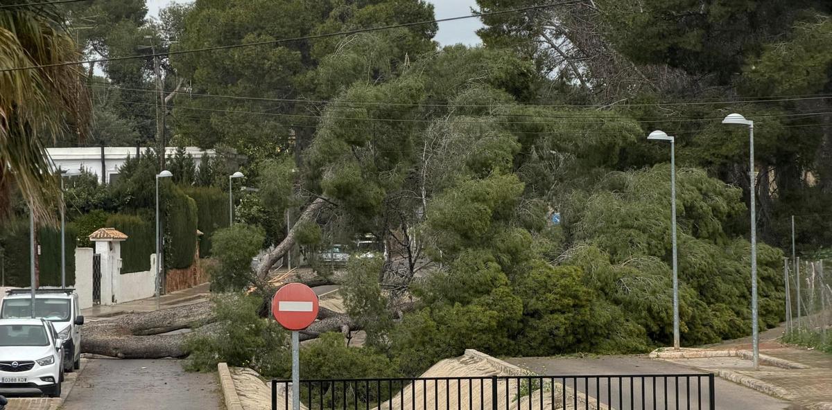 Caída de un árbol por el viento en la Canyada.