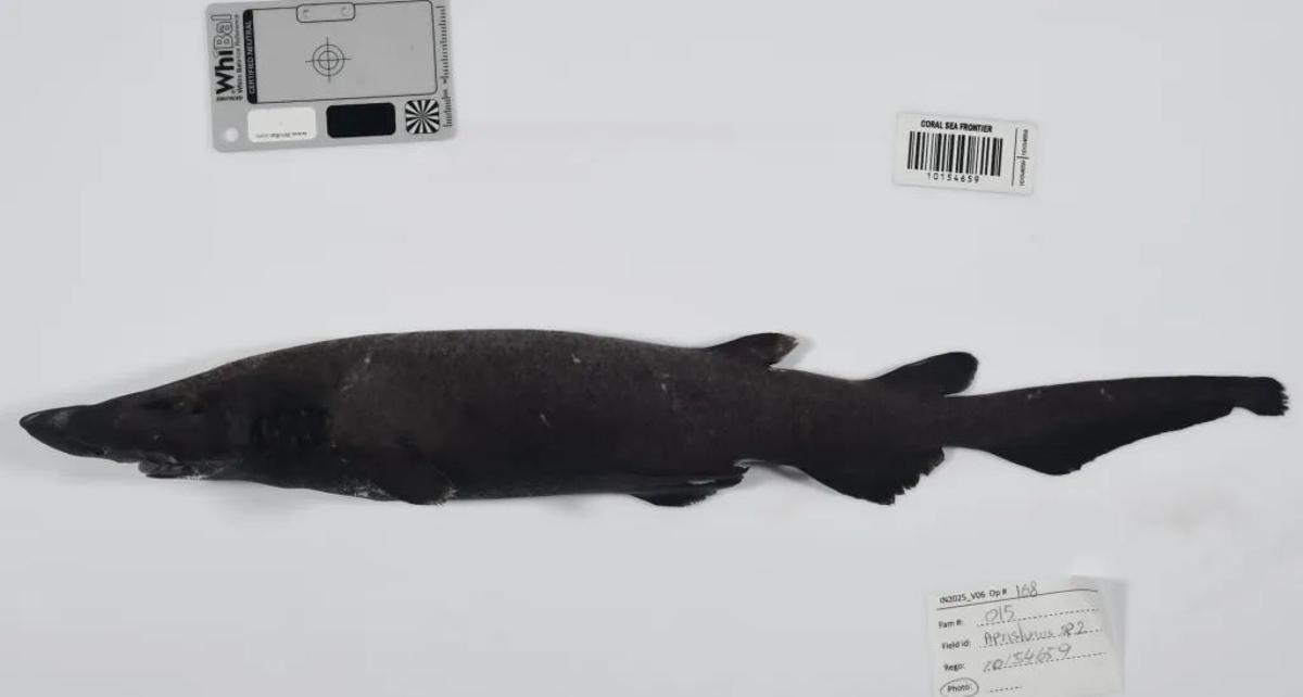 Tiburón gato