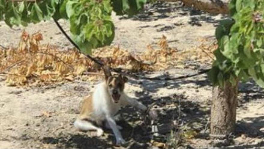 El perro que quedó atrapado por una pata en una finca de Novelda