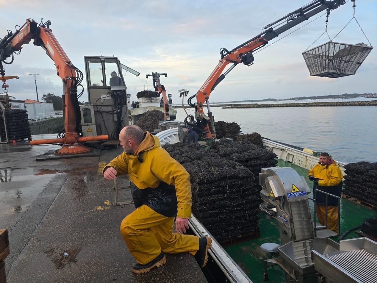 Descargas de mejillón en el muelle de Vilanova de Arousa, esta mañana.