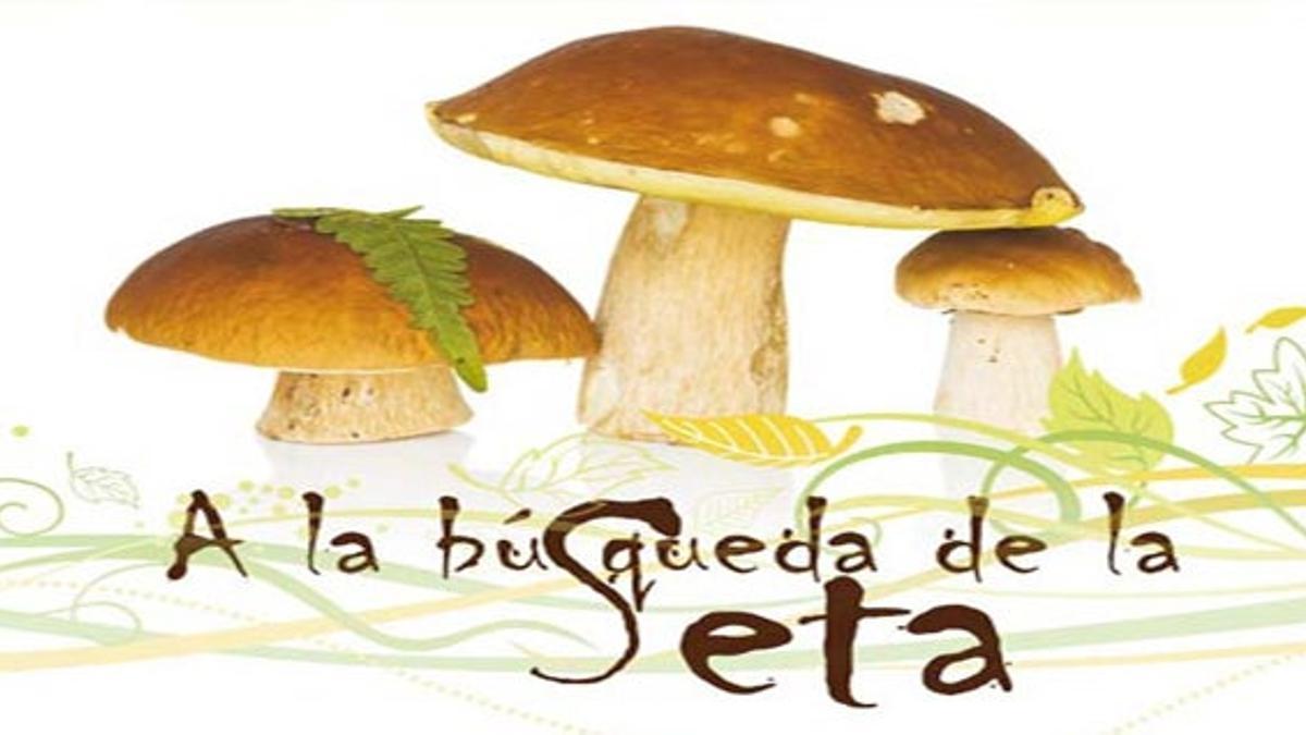 Cómo conocer las setas y hongos gallegos