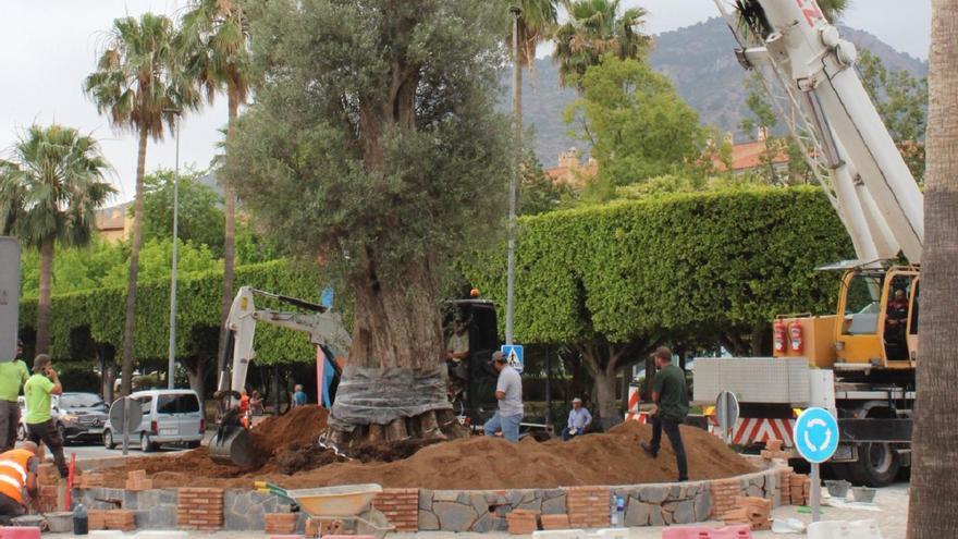 Alhaurín planta un olivo de 14 metros de altura para embellecer la avenida Cristóbal Colón