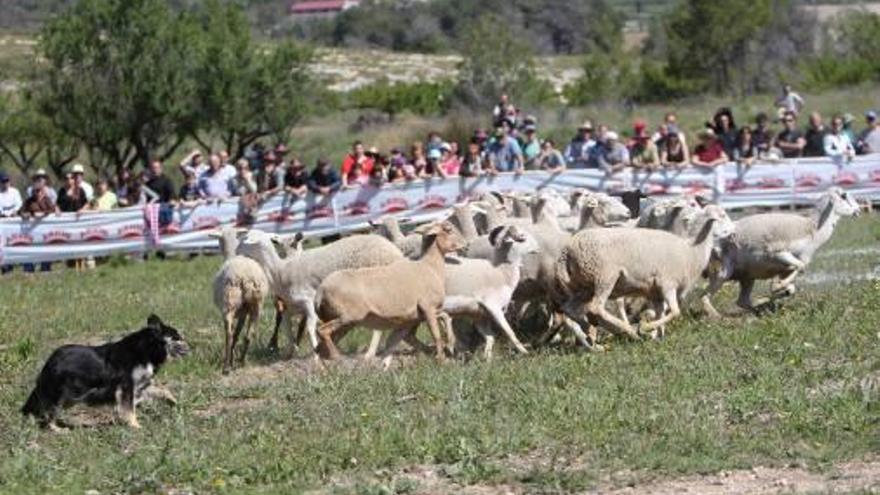 Doce perros participarán en el segundo concurso de la Valleta de Agres