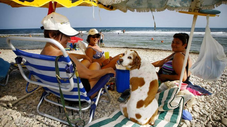 Conoce qué playas admiten mascotas