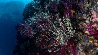 Incendio en las aguas del Mediterráneo: "Hay paisajes marinos que han quedado calcinados"