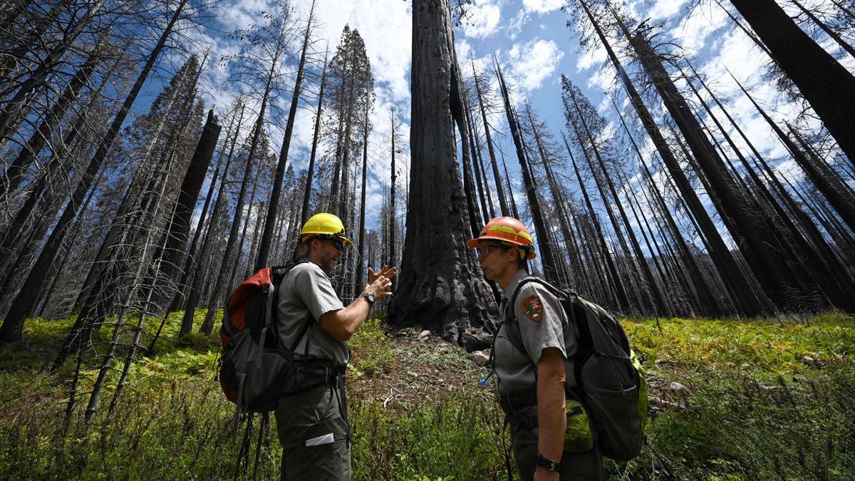 Las secuoyas gigantes de California, en riesgo por los incendios