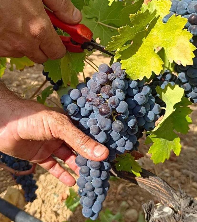 Los vinos de calidad de Balears cierran 2022 con un récord de producción