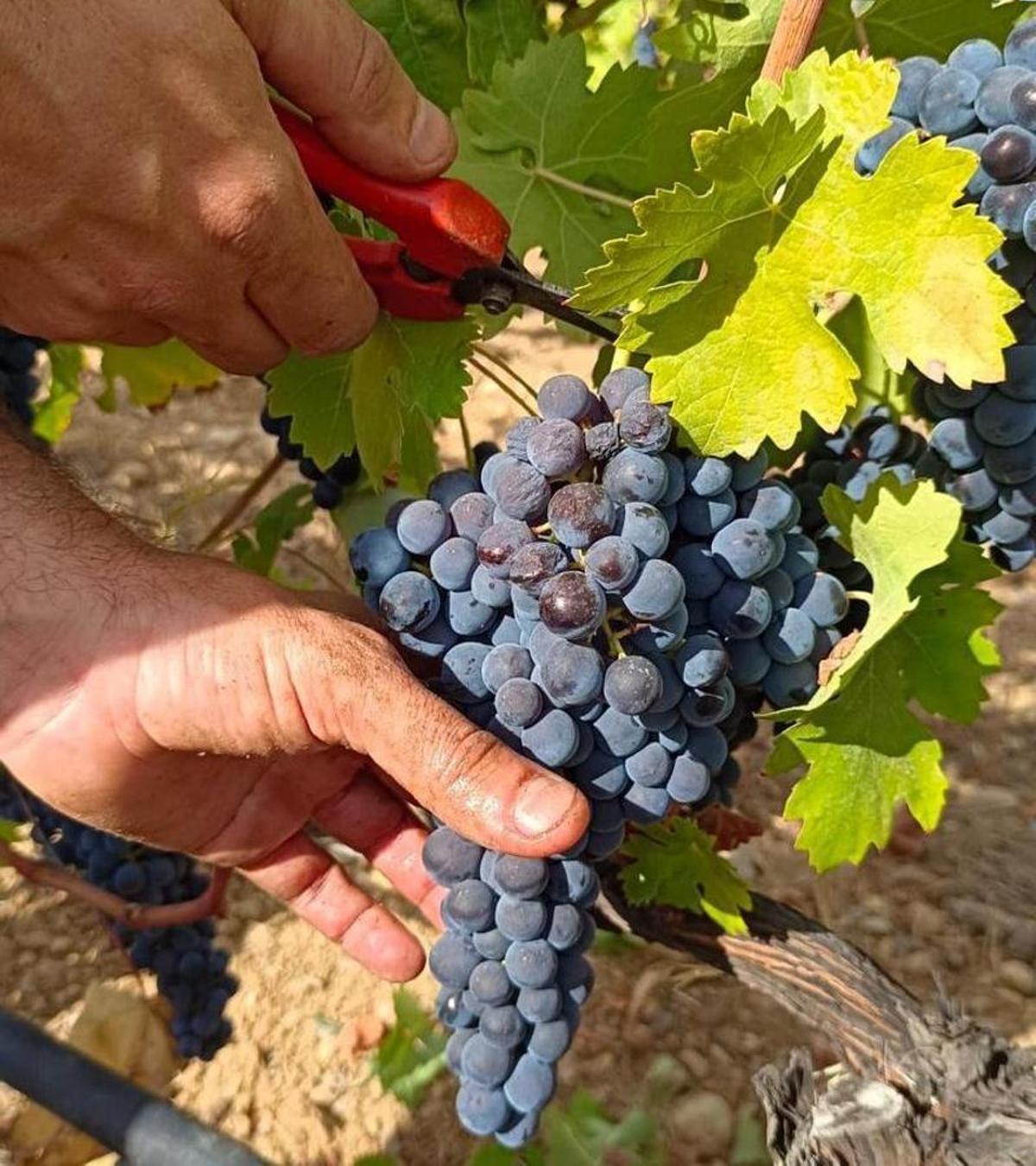 Los vinos de calidad de Balears cierran 2022 con un récord de producción