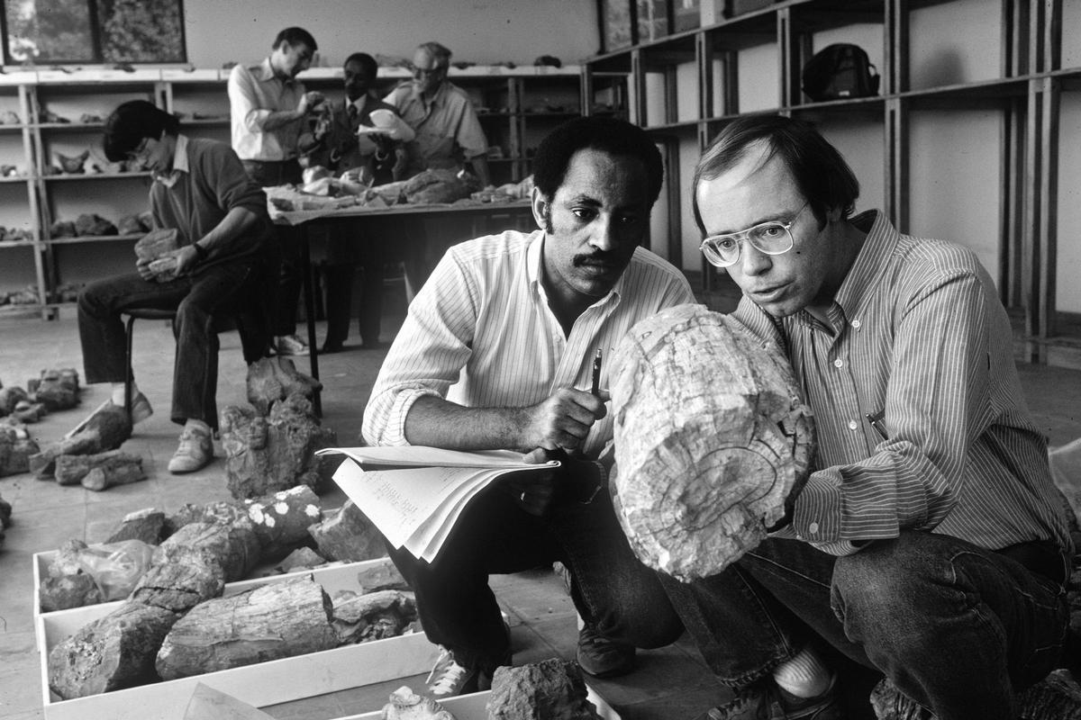 Parte del equipo que encontraría a 'Ardi' en Etiopía, en 1984: en primer plano, Berhane Asfaw y Tim White examinan un fósil en el Museo Nacional de Etiopía. Detrás, Gen Suwa, Don Johanson, Woldesenbet Abomssa y Desmond Clark.
